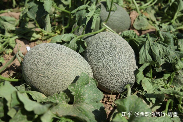 *疆新**瓜果攻略最好的季节配最美味的水果