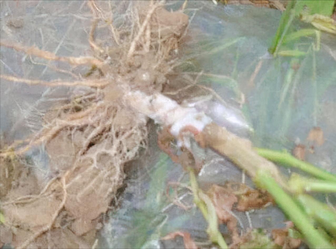 辣椒根腐病痊愈过程,辣椒根腐病立枯怎么治疗