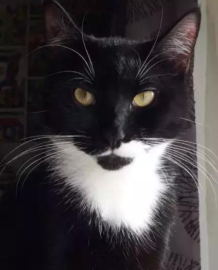 家里养了一只猫又带回来两只猫,网友养了二只猫