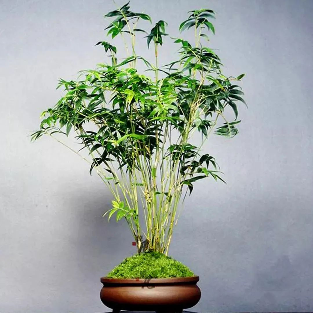 修剪过的凤尾竹长出新枝叶,修剪凤尾竹