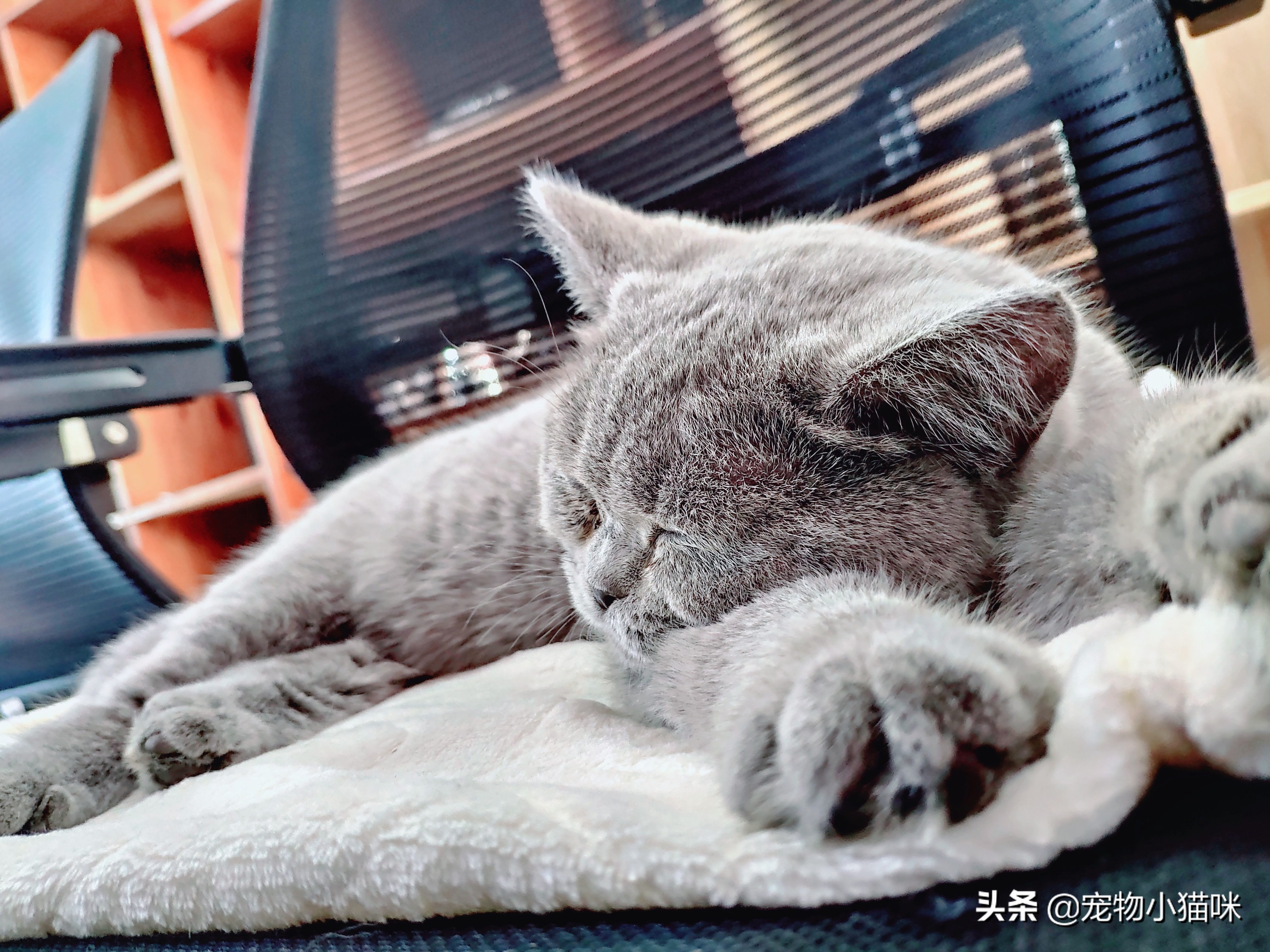为什么小猫长大就被母猫排斥,猫妈妈对小猫有偏爱吗