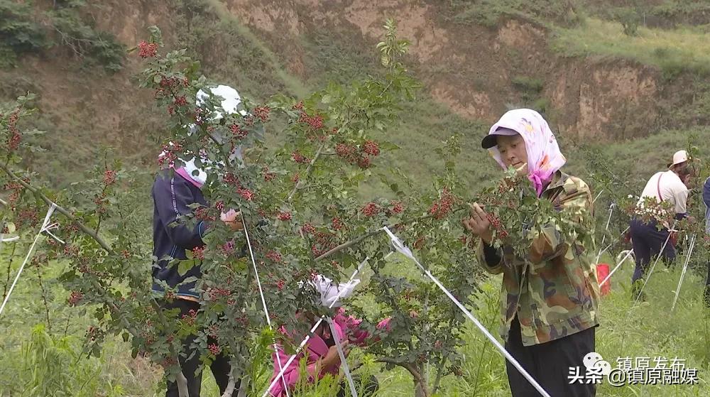 镇原花椒,襄汾花椒映红致富路