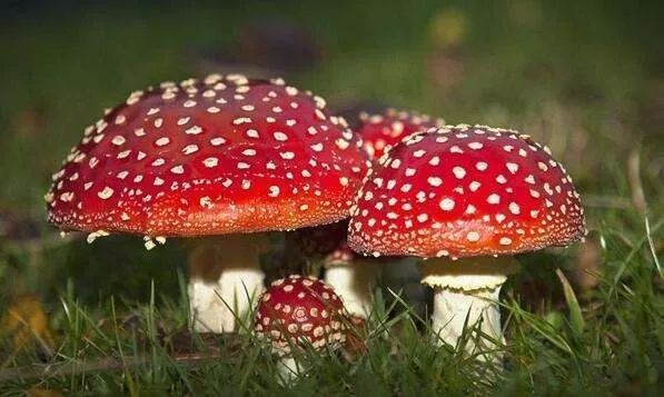 对猫有毒的植物气味也不能闻吗,对猫有毒的食物