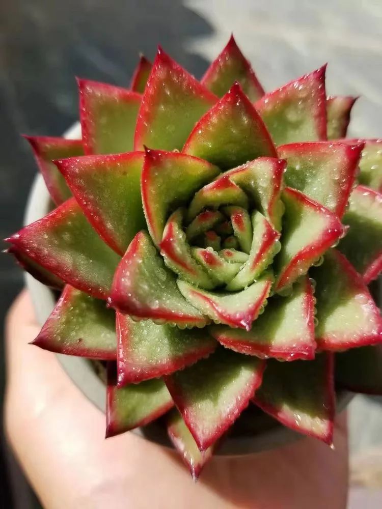 爱机车,爱多肉,宝妈花姐的诗和远方