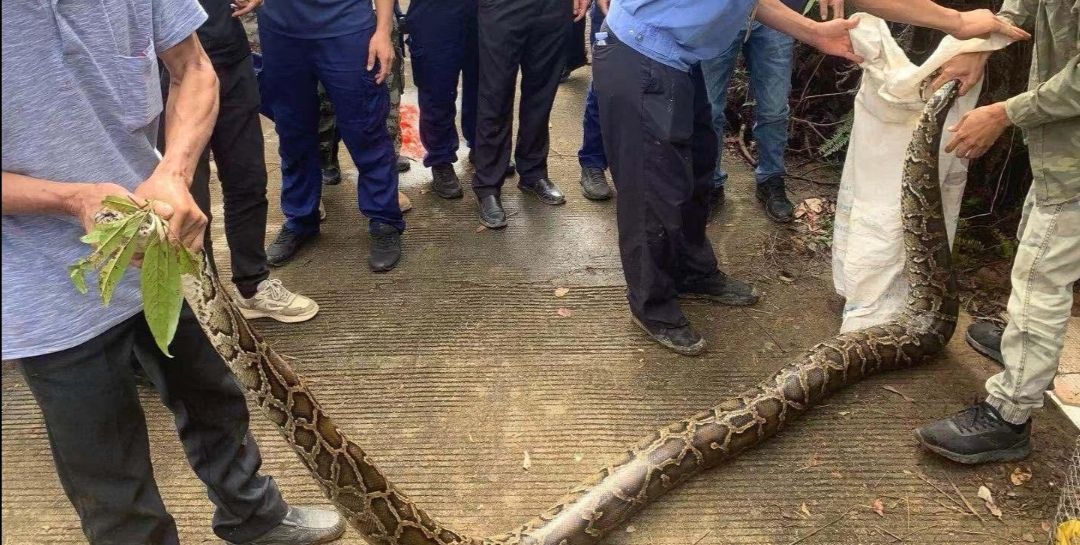 困电杆上的蟒蛇被救下,兽医说无治,爱蟒人精心救治,奇迹发生了