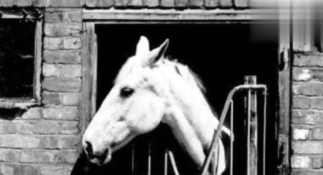 白龙马惨死最后怎么解决的,白龙马惨死事件