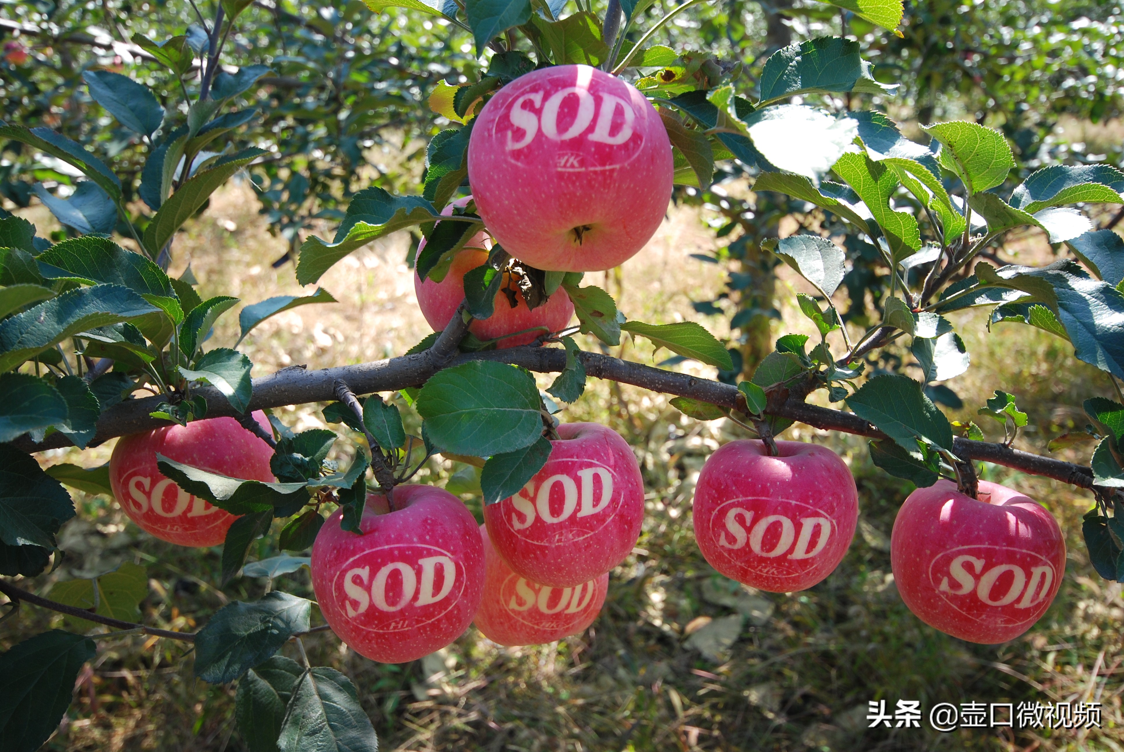 吉县苹果行情怎么样,吉县苹果现在出库价钱