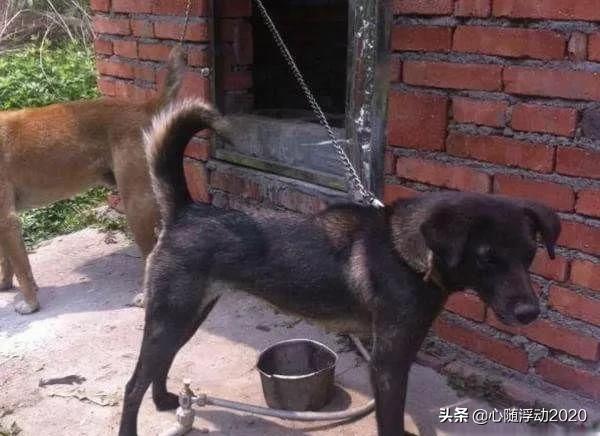 中国凉山猎犬,凉山猎犬与青川猎犬哪个好