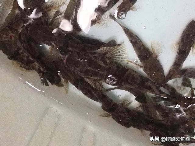 小溪垂钓野生溪鱼非常过瘾,福建农村小溪最常见的鱼