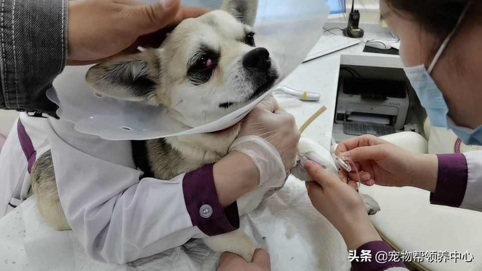 除夕，身上恶臭的萨摩耶在家门口流浪：为什么要抛弃我？