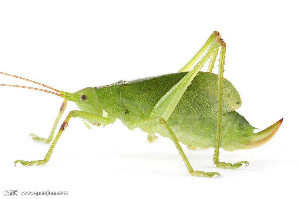 中药材叫姑姑(纺织娘)