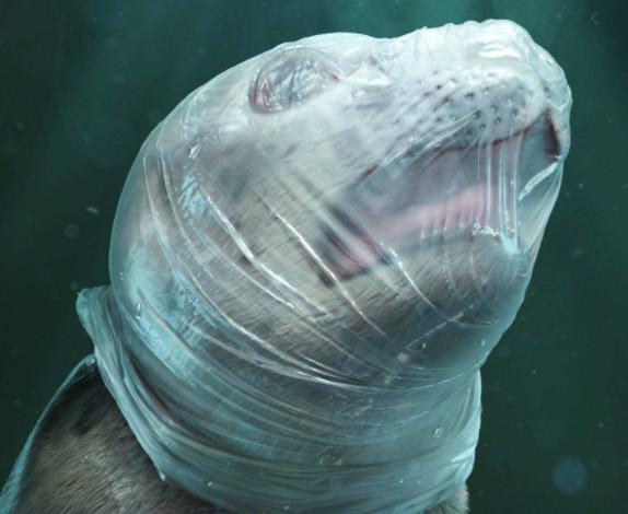 阿里巴巴张勇未来,张勇执掌阿里巴巴的成效