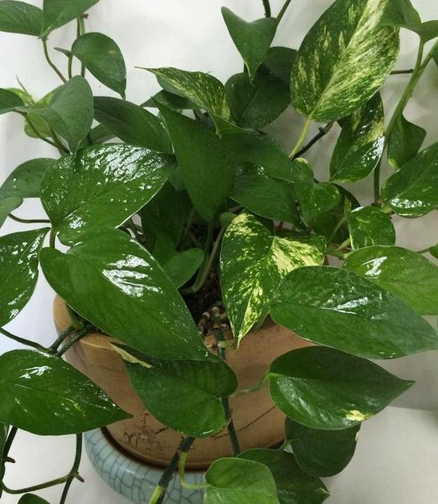 绿萝怎么养成叶片大,绿萝如何让叶片油绿发亮