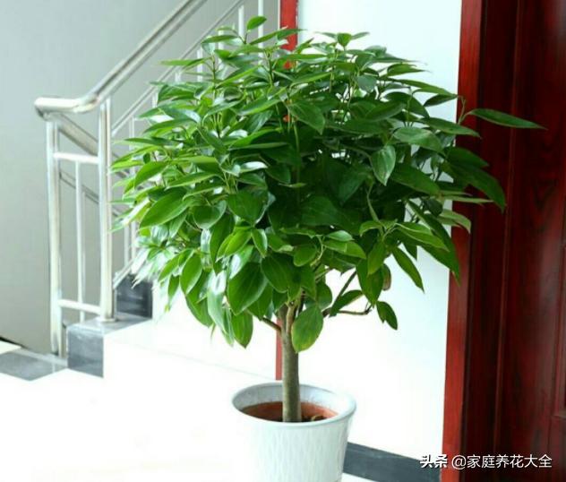 夏季平安树叶子干枯掉叶怎么办,平安树干枯掉叶子还能活吗