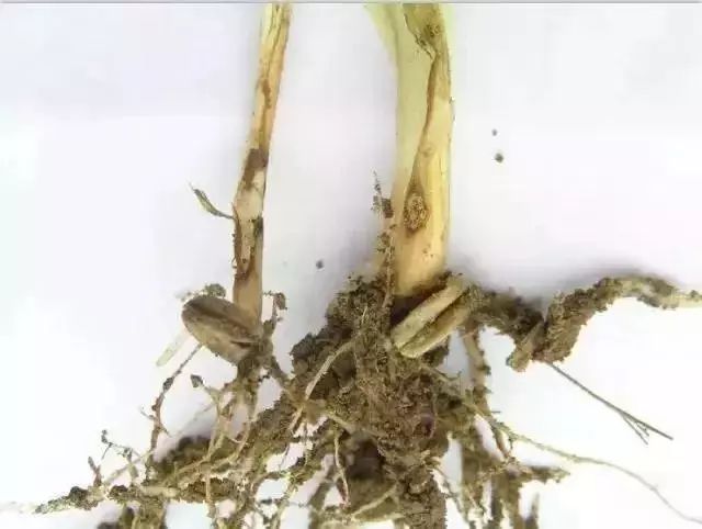 今年种小麦还需拌药吗,今年种小麦用什么药