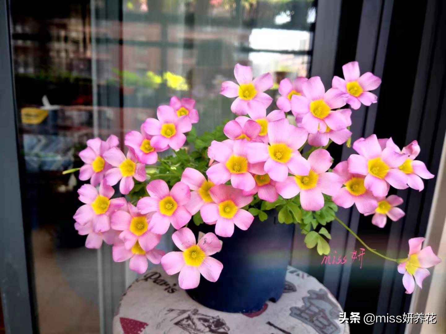 酢浆草种球品种图鉴大全,酢浆草种球品种图鉴