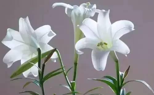 全国56个城市的市花,全国56个城市市花一览