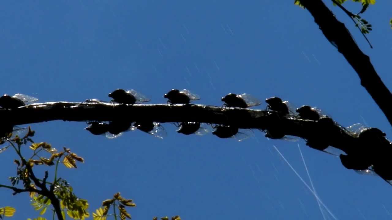 滴落在头上的不一定是雨，还有可能是尿？无毒无害，但不可食用