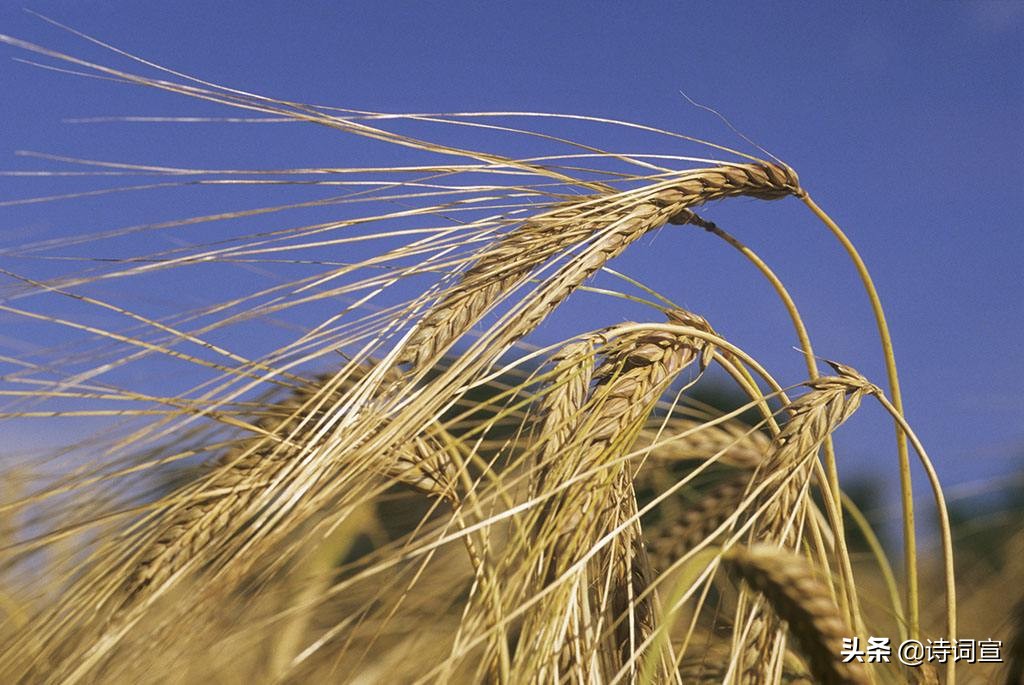 小满的诗句唯美短句,人生最好是小满的诗词