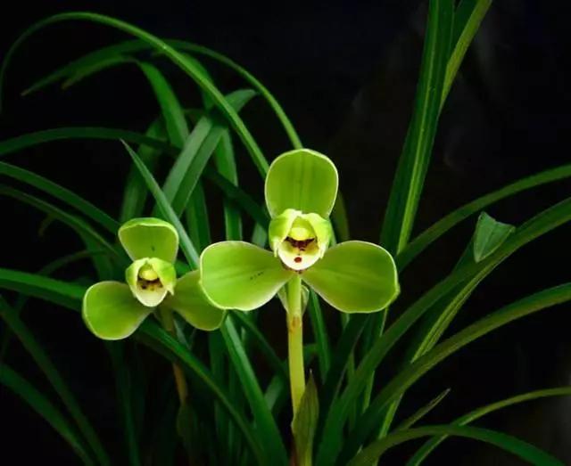 花中四君子为何是梅兰竹菊,花中四君子梅兰竹菊的顺序