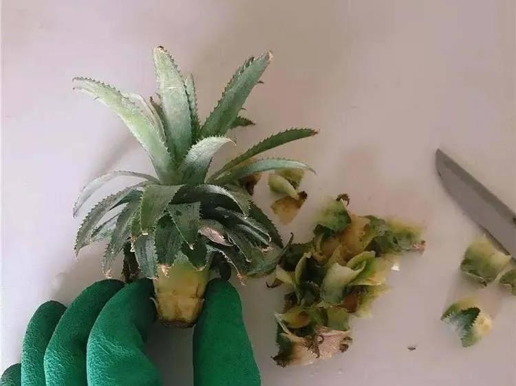 芒果核种芒果的过程,菠萝芒果核种植视频