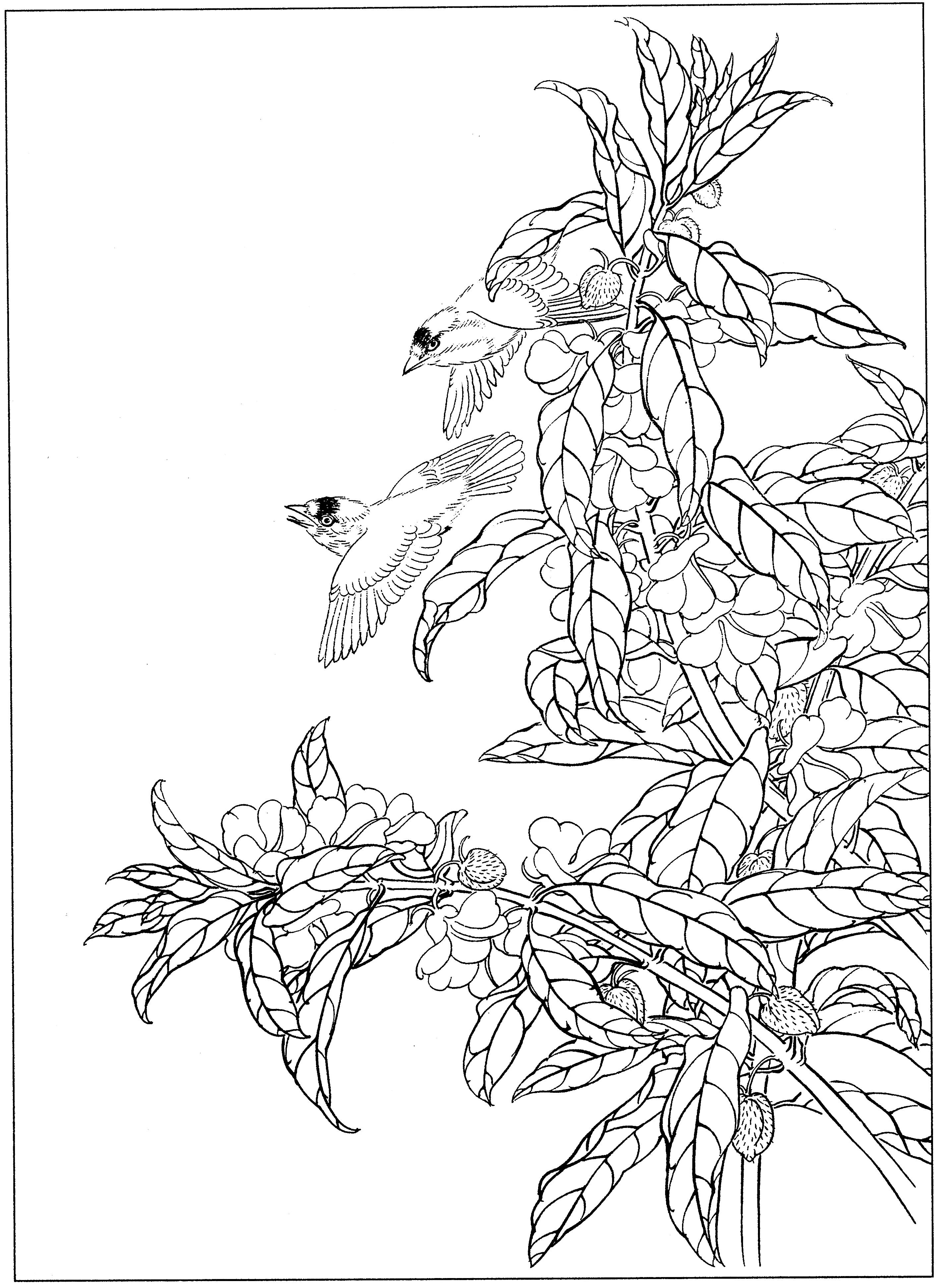 花鸟工笔四条屏白描高清大图,牡丹六尺横幅白描工笔花鸟底稿