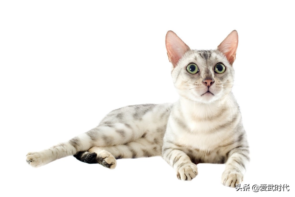 武术猫步,武术中的矮子步