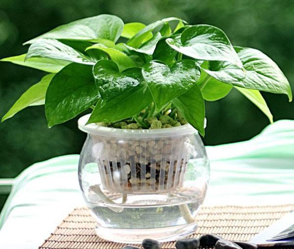 对付甲醛这3个“土方法”，便宜又靠谱，让你尽快入住新房