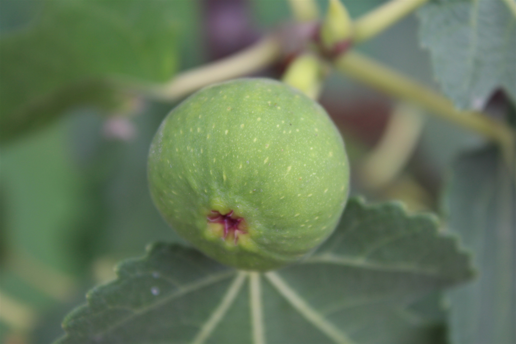 无花果是有核水果吗,无花果是无糖水果吗