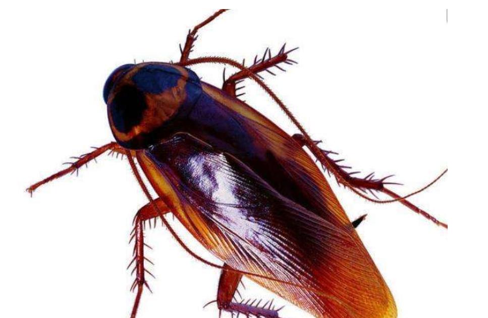 居家和疫情恢复返校之际,蟑螂药的选择,中药或是发展契机