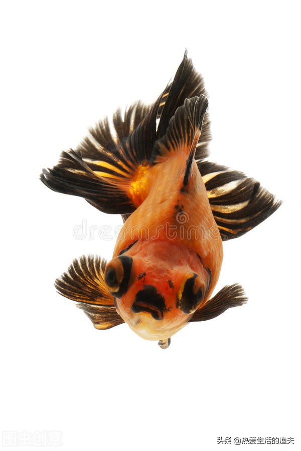 养金鱼应该注意哪些饲养建议,泰狮金鱼的养殖方法和注意事项