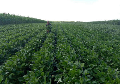 豇豆红根烂根死苗用什么农药,红小豆苗早期病害图片