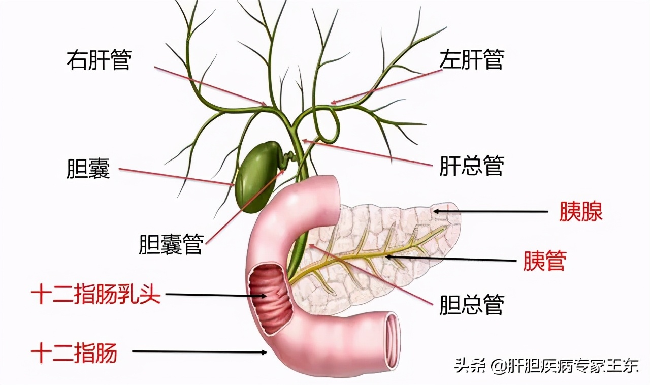 黄疸要做肝脾彩超吗,黄疸需要做颅脑彩超吗