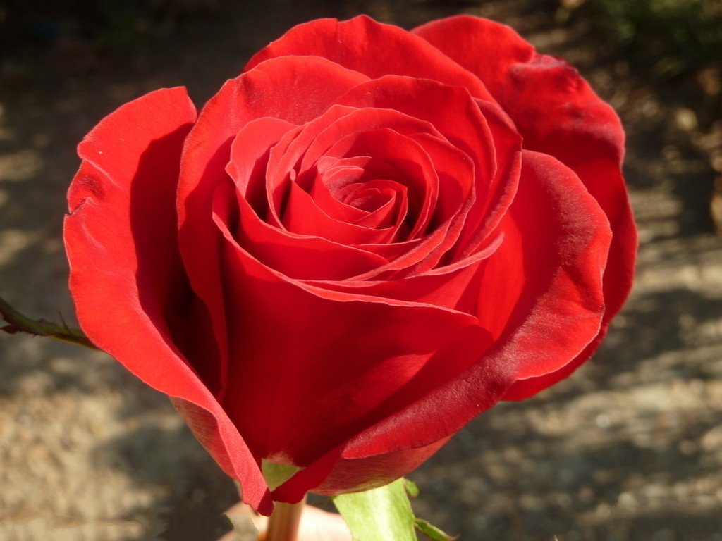 在花卉世界里，我最喜欢的20种美丽的花，花香花美