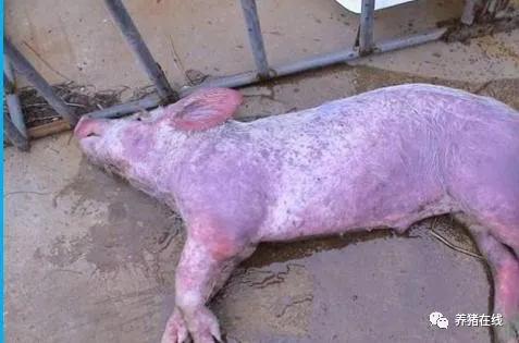 母猪焕新找长河|猪身上的红疙瘩是蚊子咬的吗?