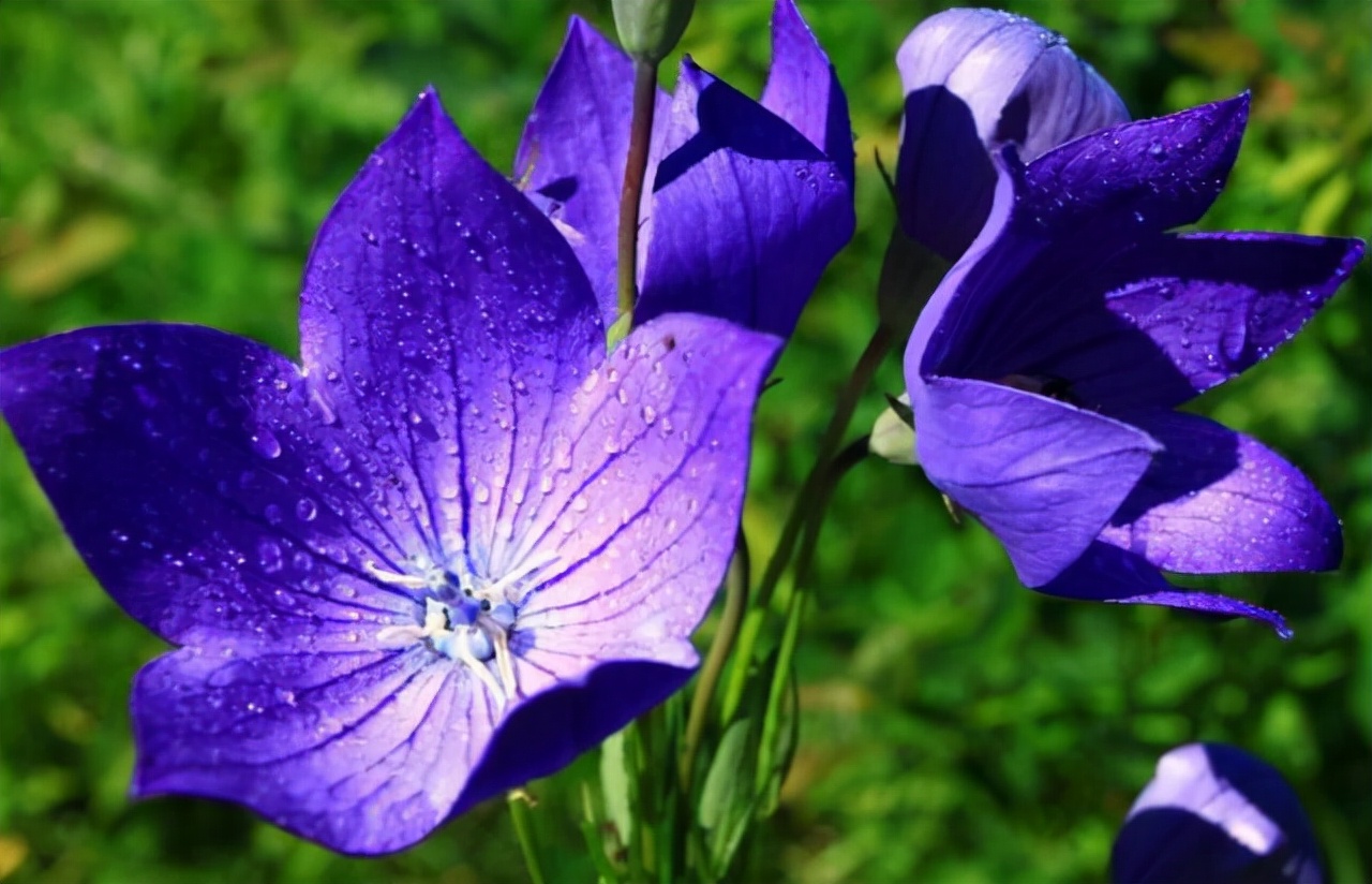 涓庢姊楄嵂鏁堢浉杩戠殑鑽潗,鏂伴矞妗旀鑽潗鍥剧墖鍏ㄥ浘