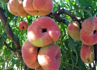 蟠桃是脆的还是软的,买蟠桃