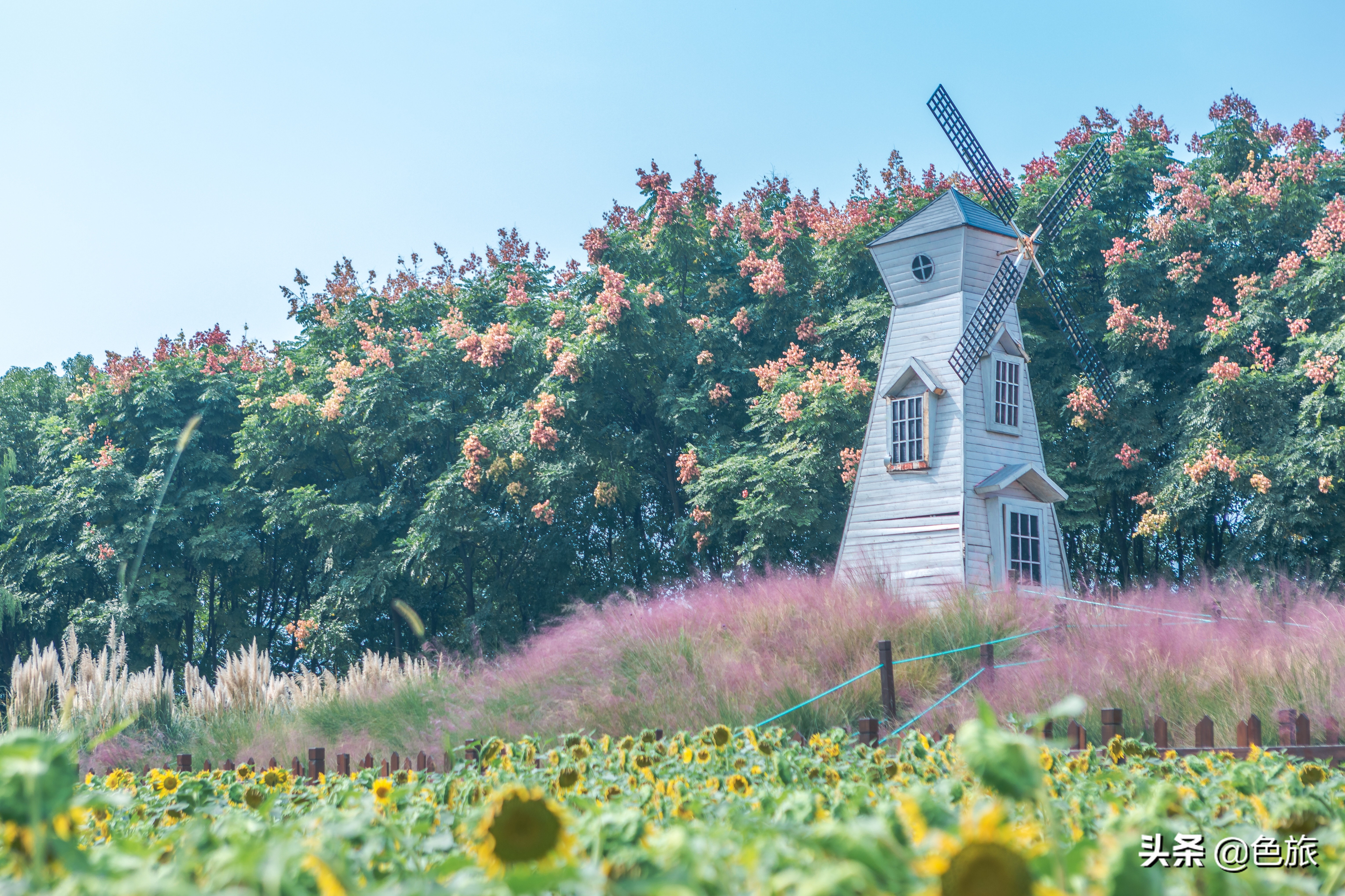 杭州花海网红打卡,杭州粉黛花海打卡地