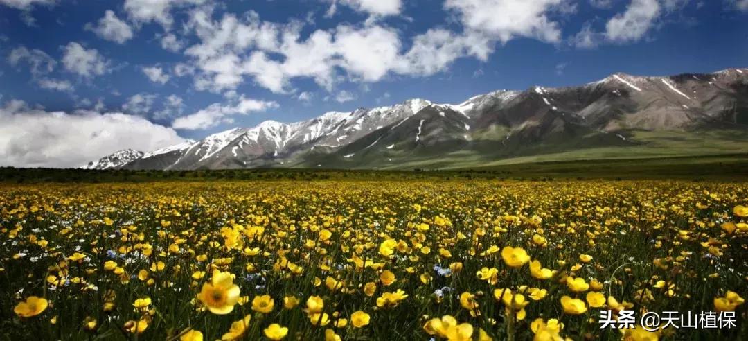 伊犁可克达拉草原,伊犁草原之旅