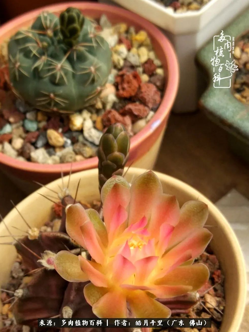 多肉娇气养不活多肉的10个秘密,养多肉是件很治愈的事情