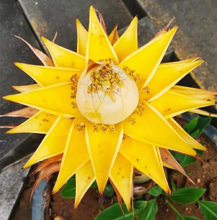 什么花放在家里最好看最实用,放家里风水好又好养的花有哪些