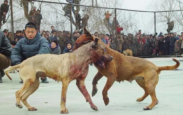 科学养殖创业好项目,室内特种养殖创业新项目