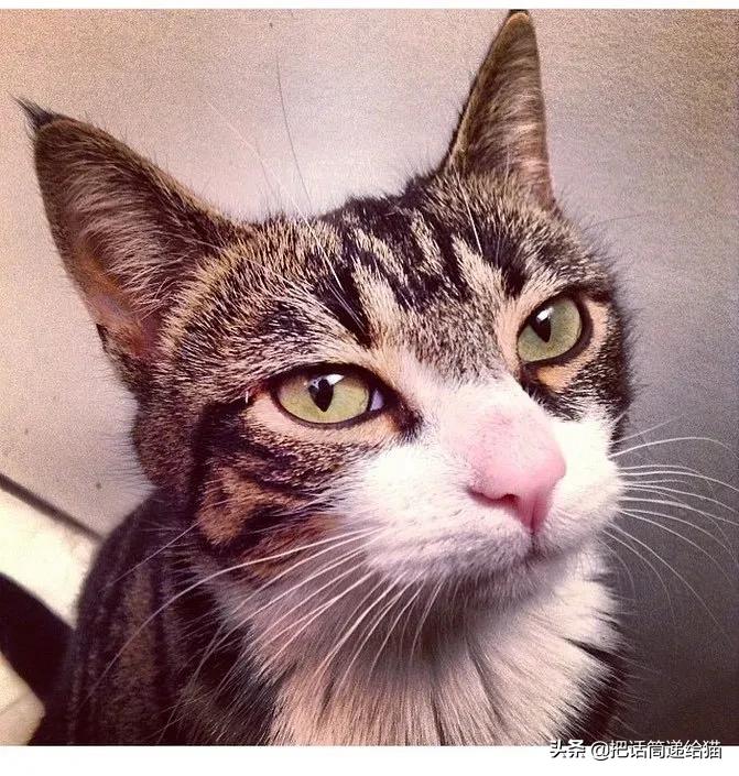 猫兄妹可爱视频,矮脚猫兄妹