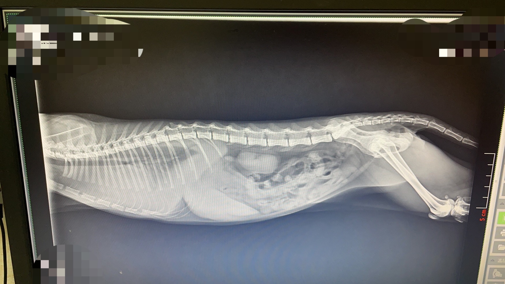 流浪猫救助后续问题,流浪猫的救助正确办法