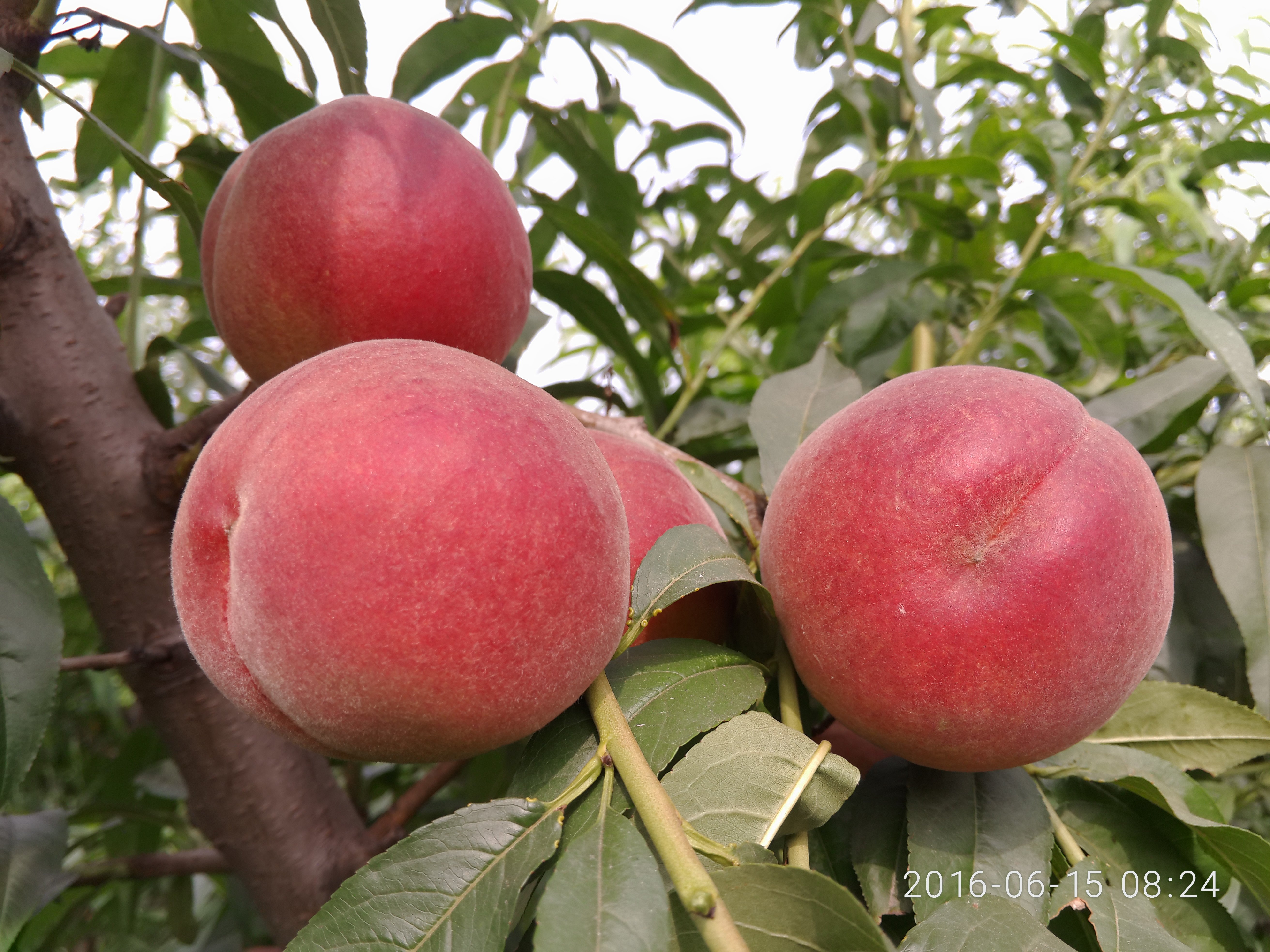 黄金蜜桃一号介绍,黄金蜜桃5号品种简介