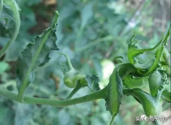 秋番茄病毒病爆发,钙防治番茄病毒病