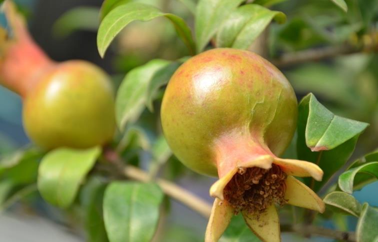 石榴的意义是不是代表多财多子,石榴盆栽有什么意义