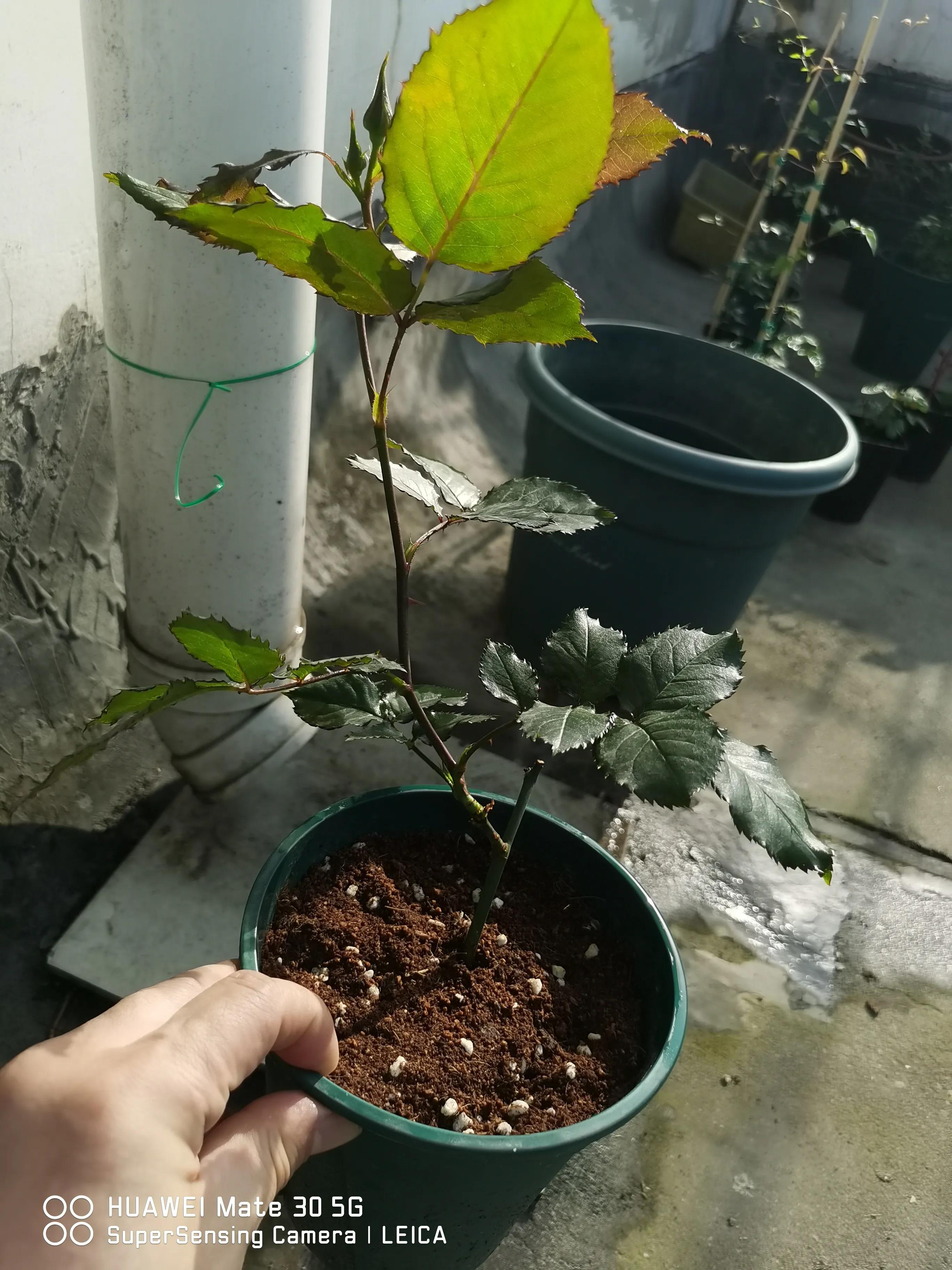 闲鱼卖花靠谱吗,在闲鱼上买花草靠谱吗