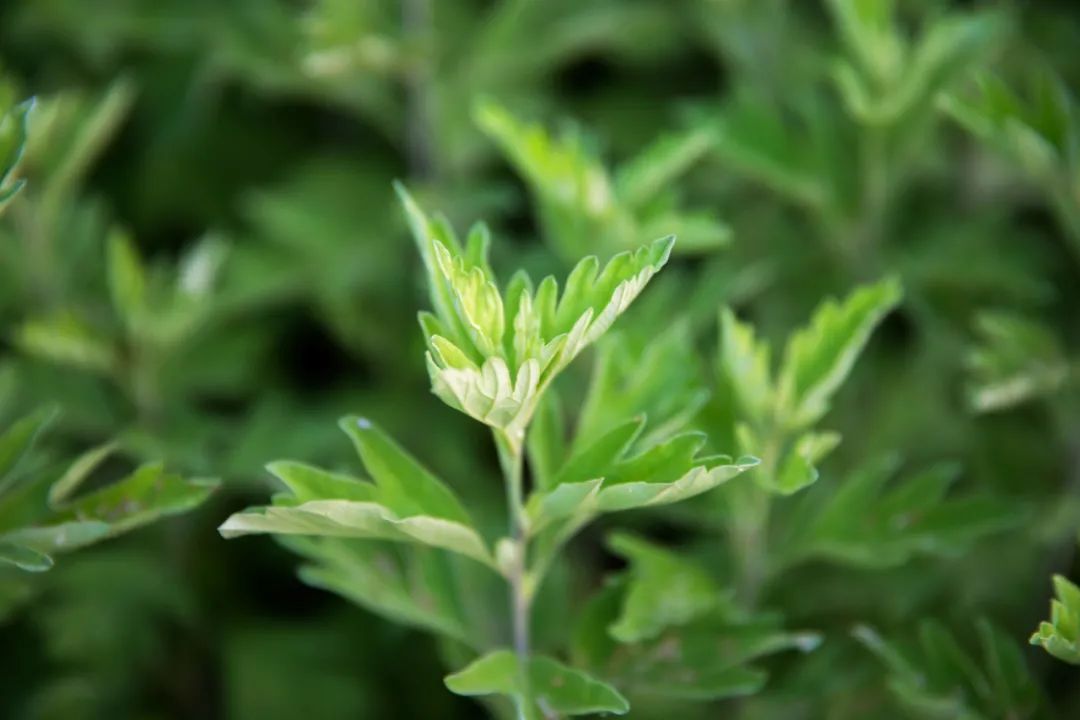 艾灸是提升阳气还是损伤阳气,艾灸的最高境界和坏习惯