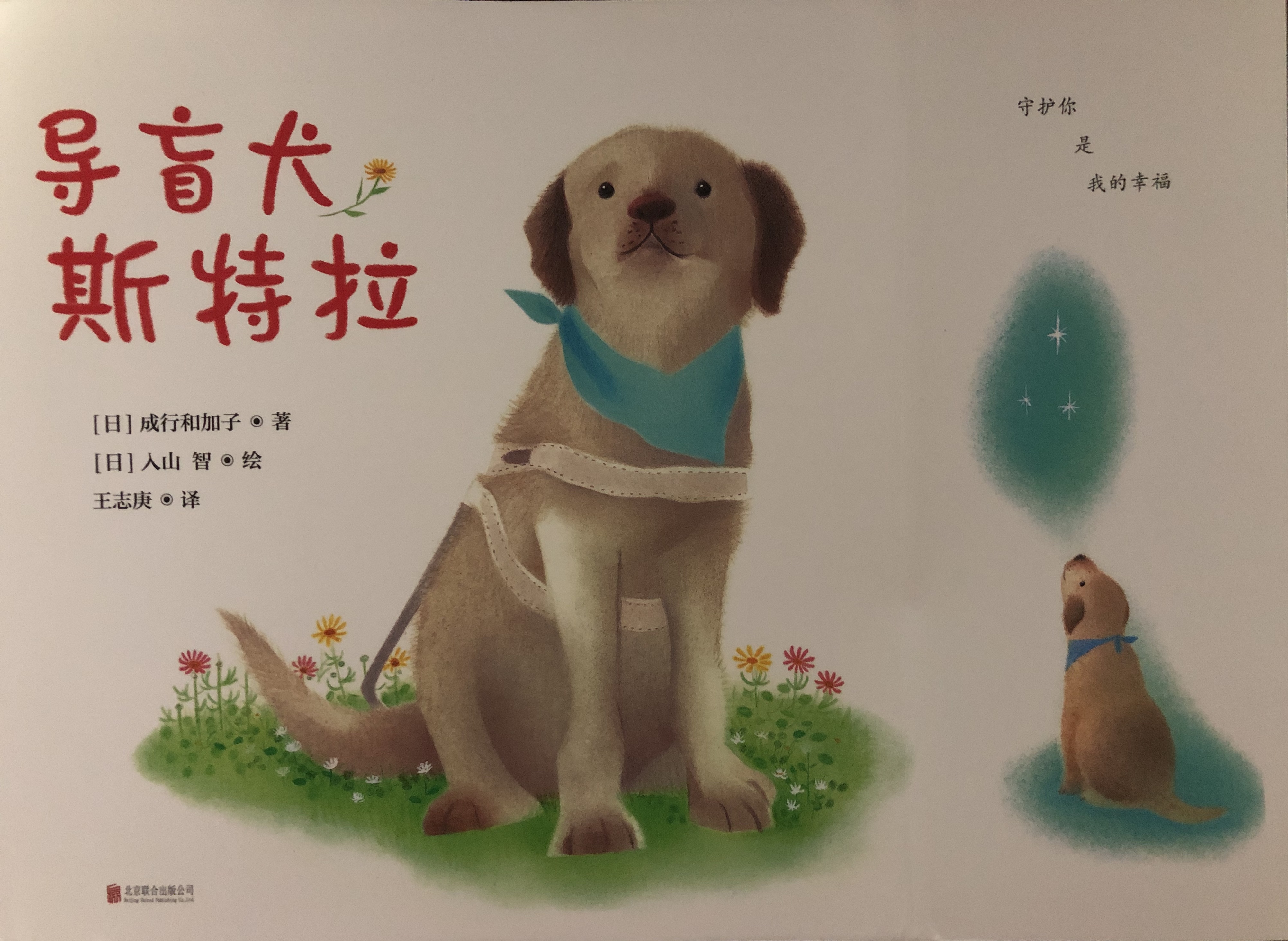 导盲犬的一生五个特征,导盲犬的生命历程回顾